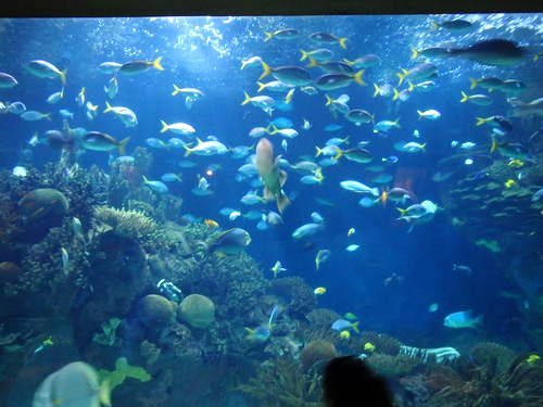 L'Oceanogr&agrave;fic Center.